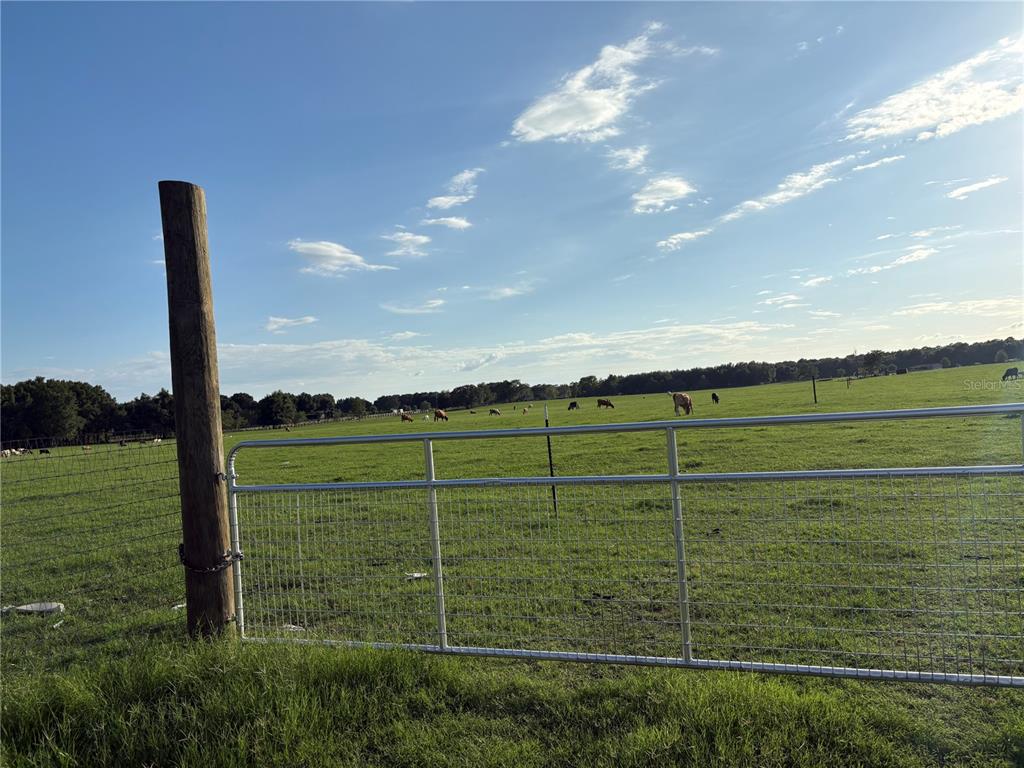 A metal gate opens to a large, sunlit pasture with several cows grazing in the distance — 13994 COUNTY ROAD 209, OXFORD, FL