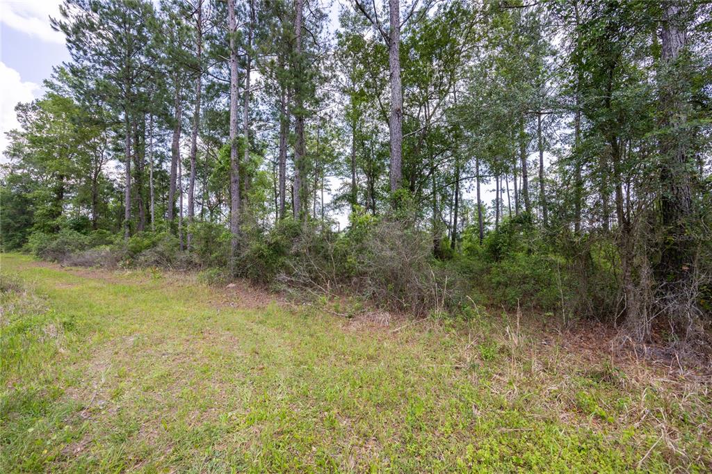 A grassy clearing borders a dense line of tall pine and deciduous trees — 0 COUNTY ROAD 225, WALDO, FL