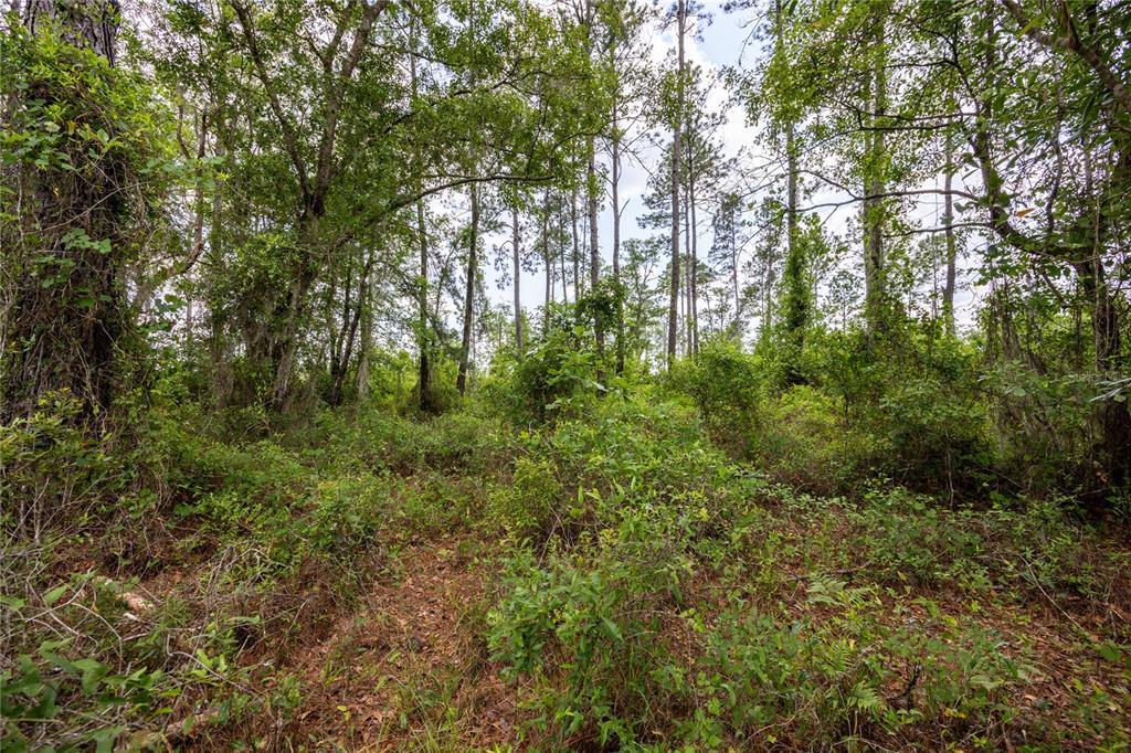 A dense, wooded area with tall pine trees and thick underbrush under a bright sky — 0 COUNTY ROAD 225, WALDO, FL