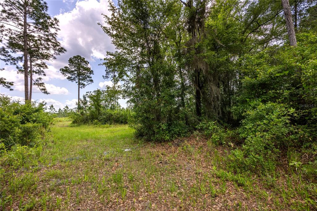 A grassy, wooded lot features a mix of tall pine trees and dense underbrush — 0 COUNTY ROAD 225, WALDO, FL
