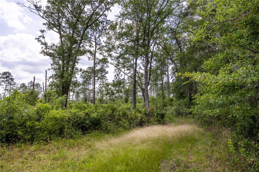 A dirt path winds through a wooded area with tall trees and dense underbrush — 0 COUNTY ROAD 225, WALDO, FL