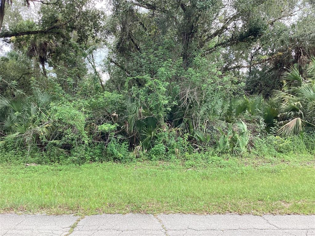 A dense, wooded lot with palm trees and thick vegetation borders a paved road — MARCH LANE, LABELLE, FL