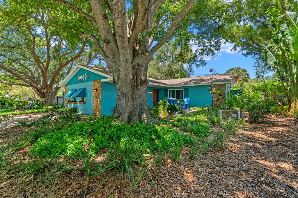 A bright blue single-story house with stone accents sits behind a large tree and landscaping — 2159 BARCELONA WAY S, ST PETERSBURG, FL