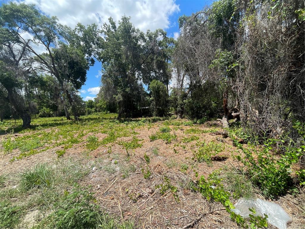 A view of a cleared, grassy lot surrounded by mature trees under a blue sky — COUNTY ROAD 42, UMATILLA, FL