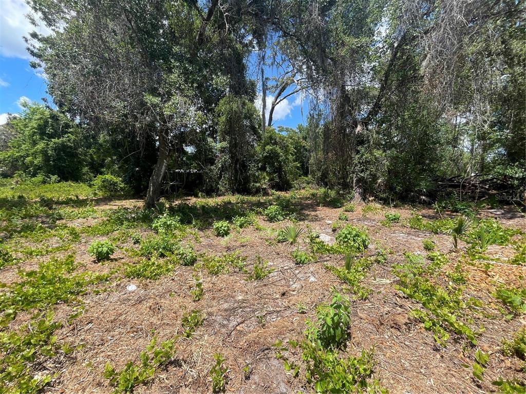 A wooded, undeveloped lot features scattered low-lying vegetation and mature trees under a blue sky — COUNTY ROAD 42, UMATILLA, FL