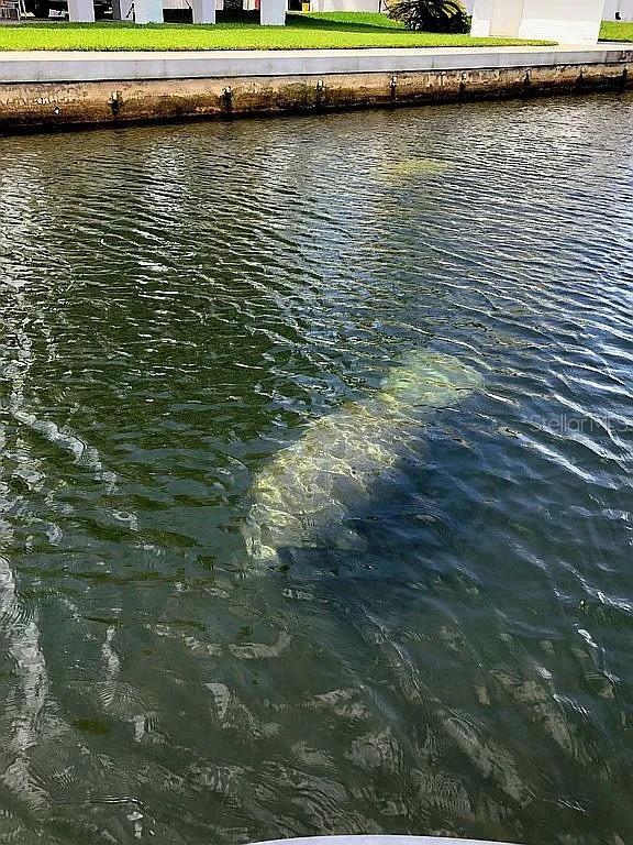 A manatee swims in the canal water alongside a concrete seawall and grassy lawn — 5243 TROPICAL POINT, WEEKI WACHEE, FL