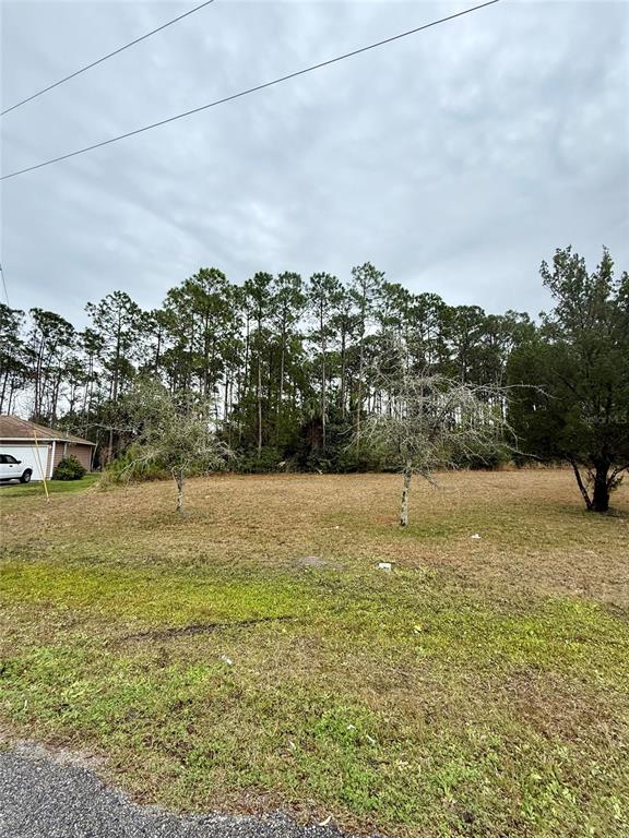 A vacant, grassy lot features two small trees in front of a dense treeline — 245 ULLIAN TRAIL, PALM COAST, FL