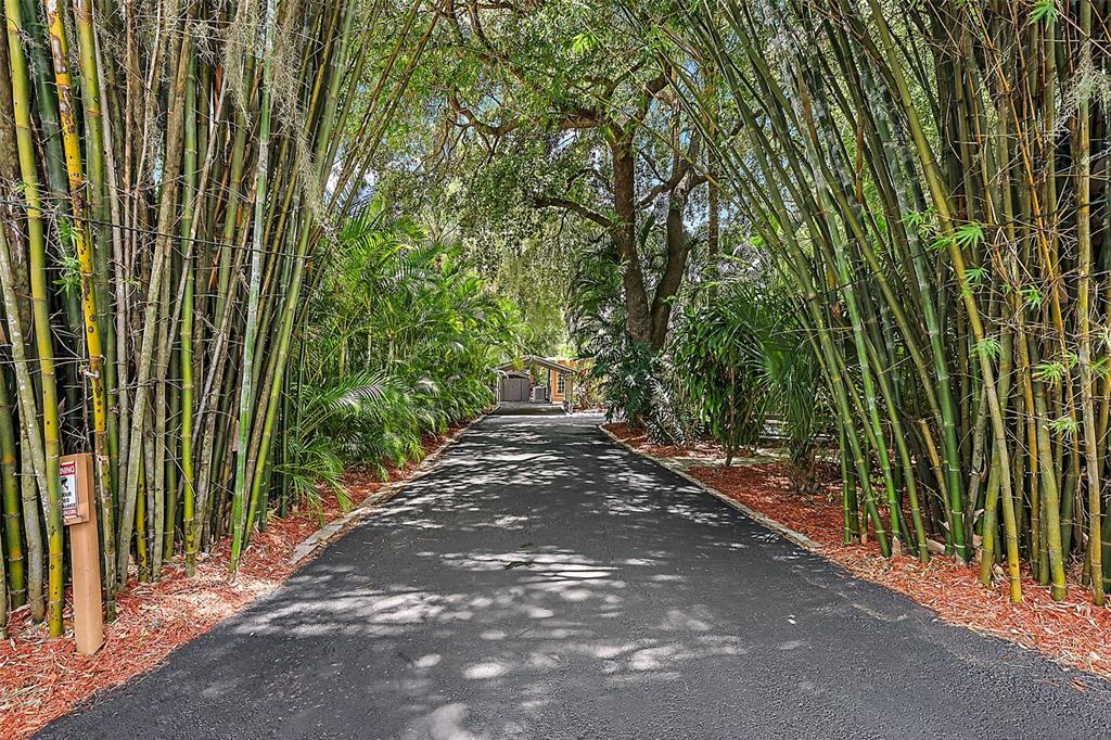 A paved driveway is lined with tall bamboo stalks and lush tropical trees — 507 LAKESHORE DRIVE, EUSTIS, FL
