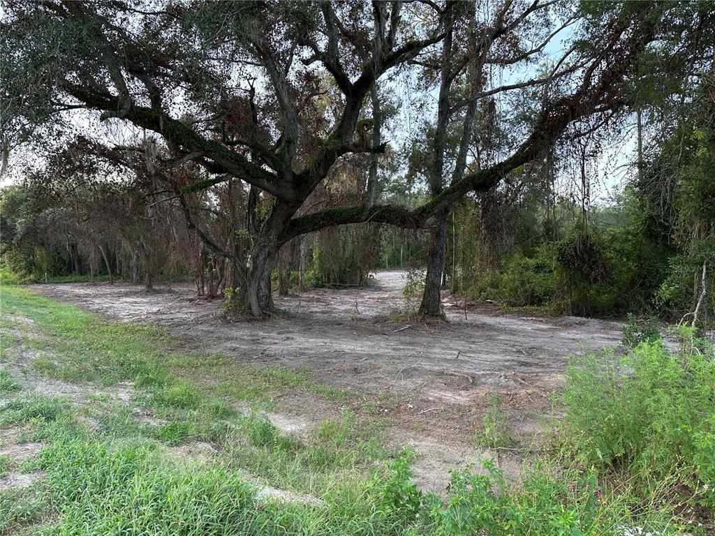 A cleared, sandy lot features several large, mature oak trees under a cloudy sky — CR 49, LIVE OAK, FL