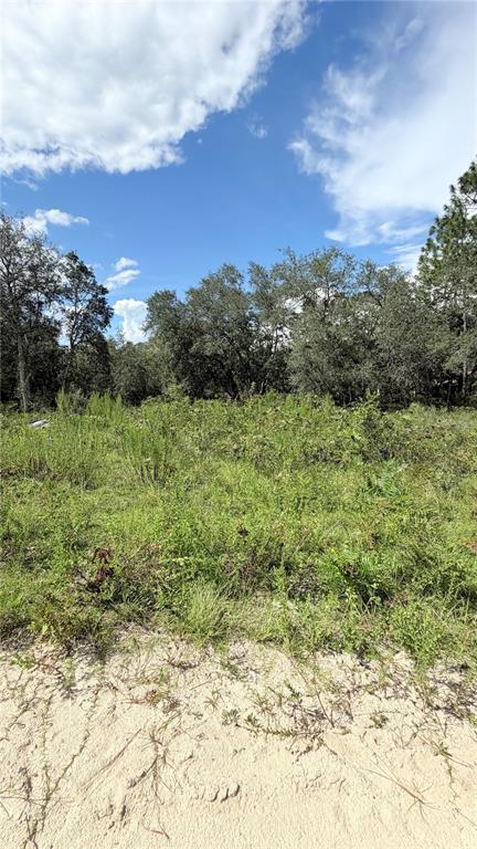 TBD NE 65TH STREET, WILLISTON, FL — photo 4 of 10