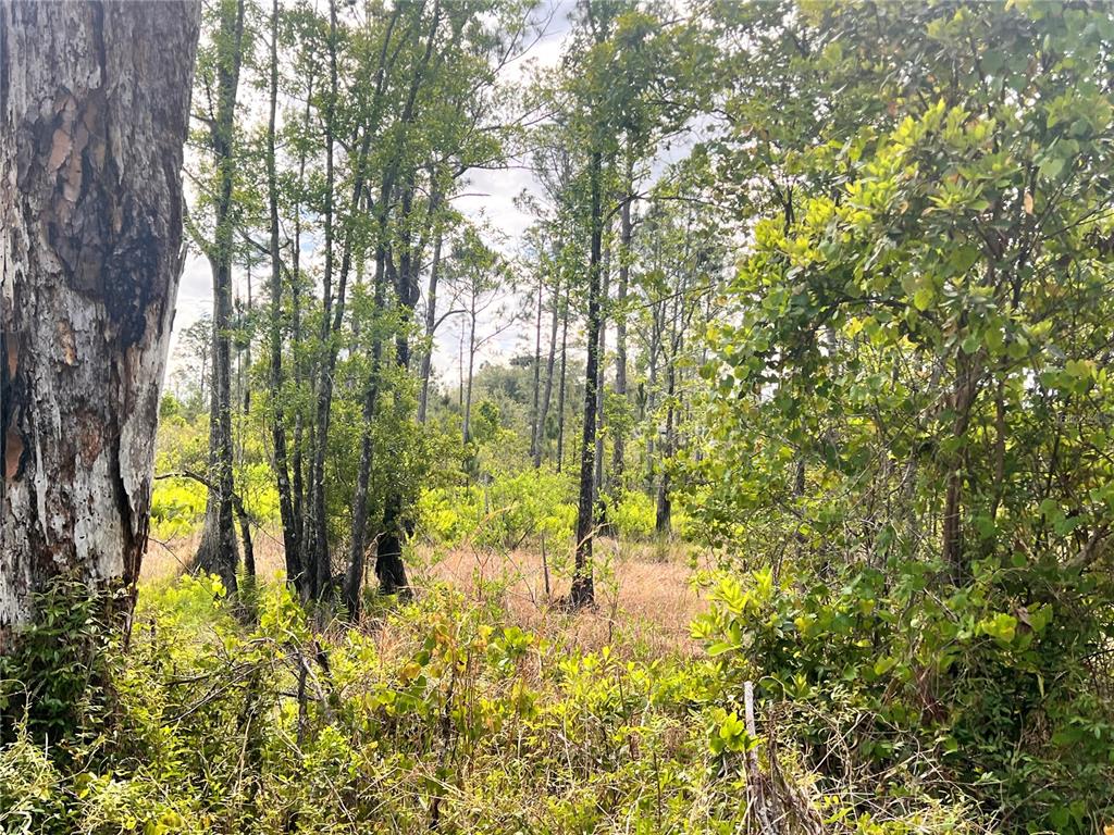 A wooded lot features tall pine trees, dense underbrush, and patches of dry grass — BANYAN STREET Unit No. 1, EUSTIS, FL