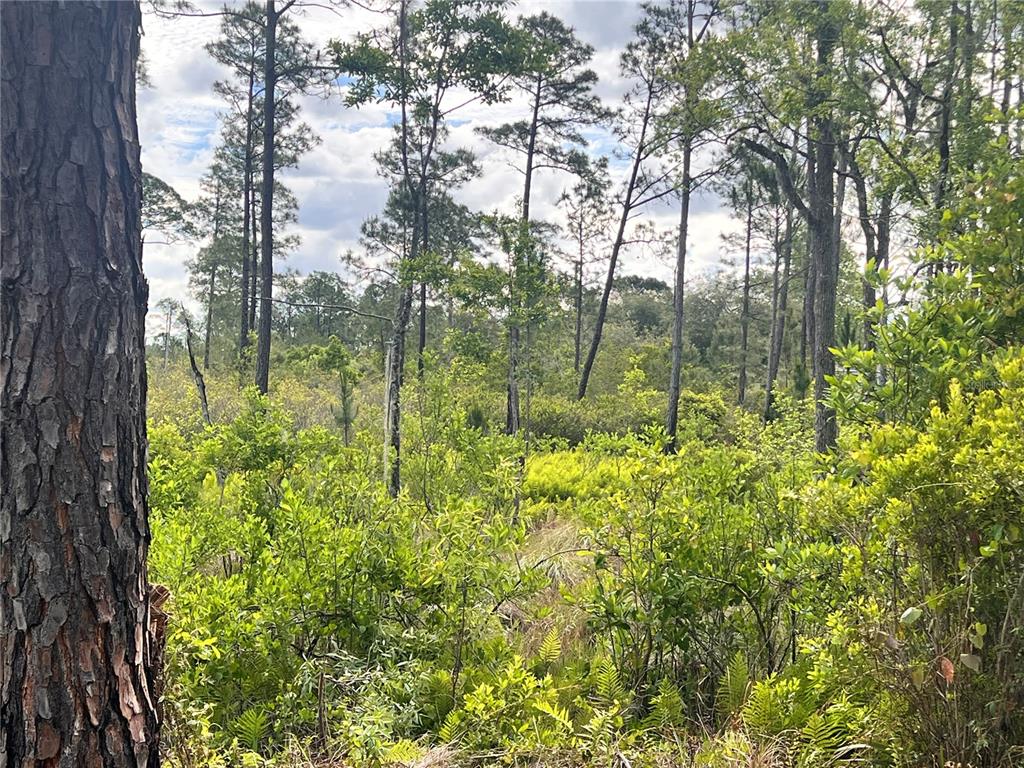 A view of a wooded lot featuring pine trees and dense undergrowth — BANYAN STREET Unit No. 1, EUSTIS, FL