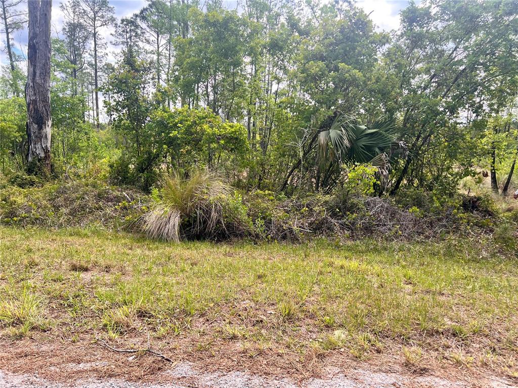 A grassy foreground leads to a dense area of trees and shrubs on a lot — BANYAN STREET Unit No. 1, EUSTIS, FL