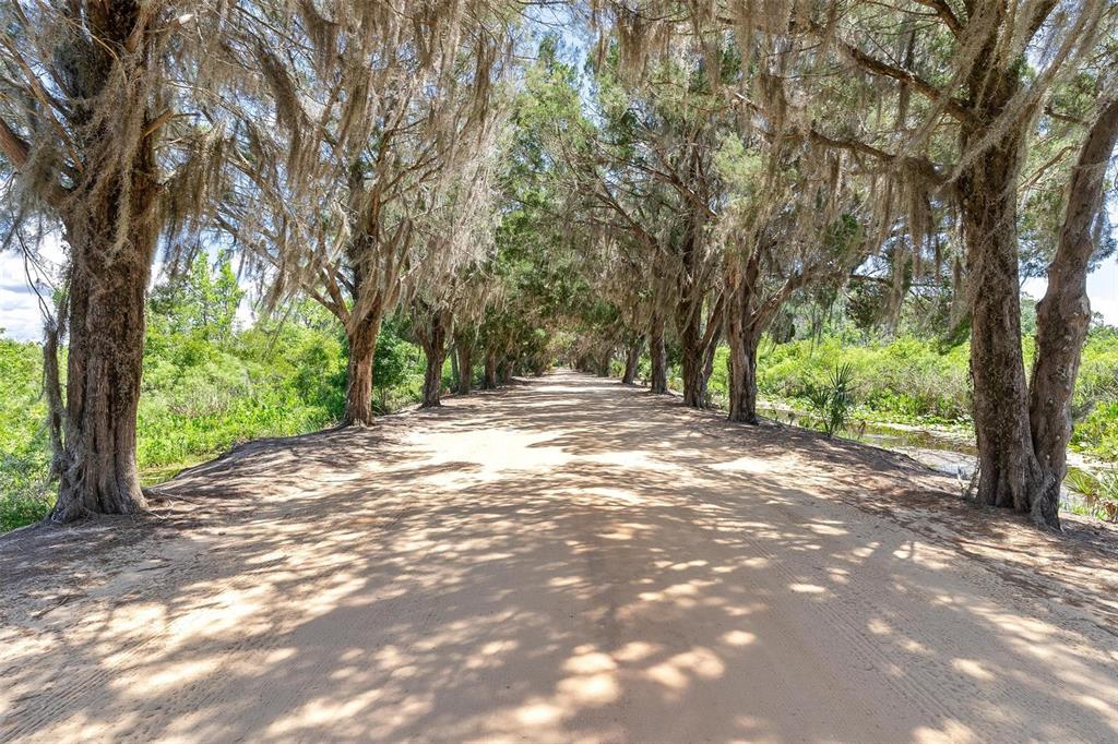A dirt road is lined with tall trees draped in Spanish moss — 7373 CIRCLE DRIVE, LADY LAKE, FL
