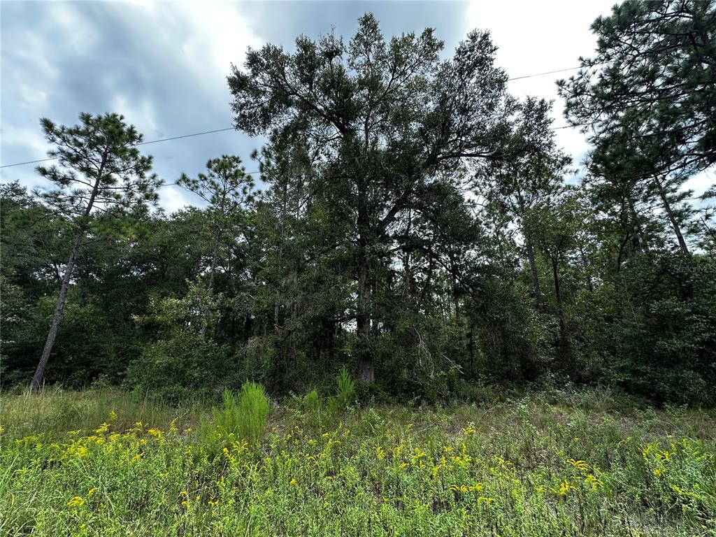 0000 NE 155TH COURT, WILLISTON, FL — photo 3 of 14