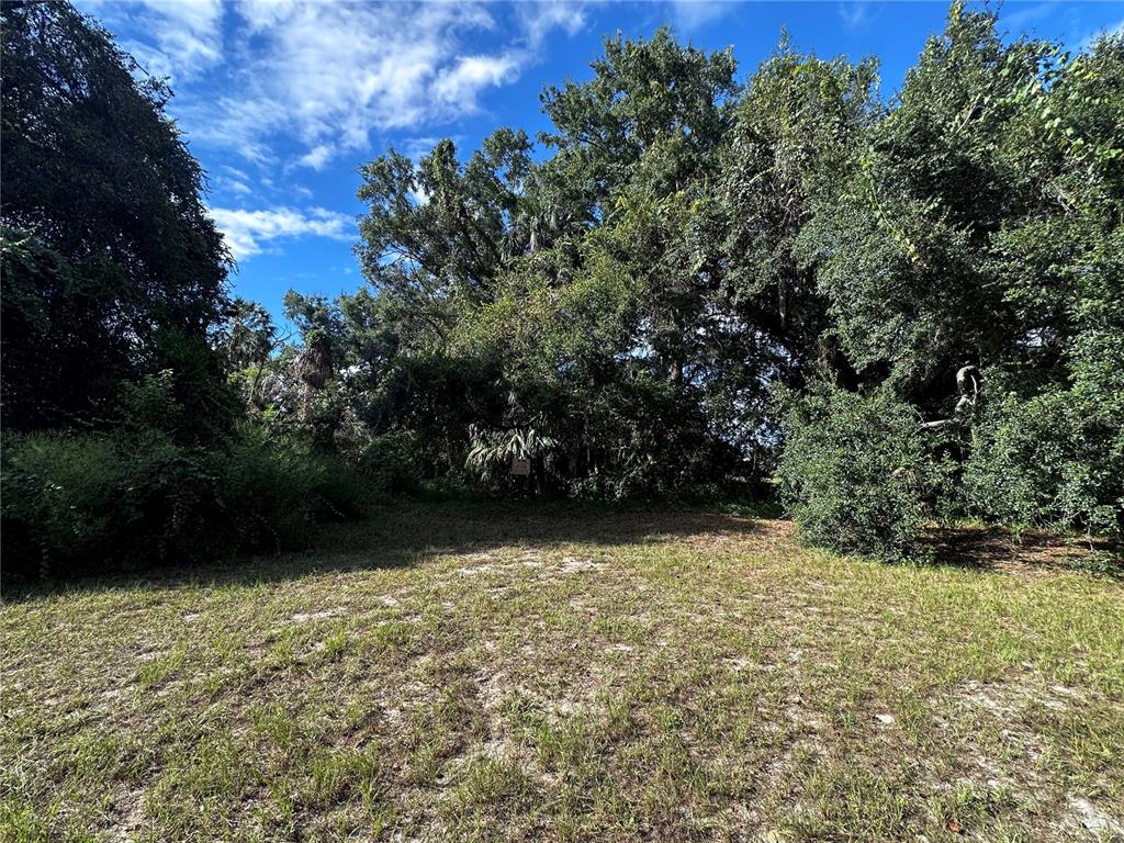 A grassy, sunlit lot is bordered by dense trees and vegetation under a blue sky — 722 HIGHWAY 40 W, INGLIS, FL
