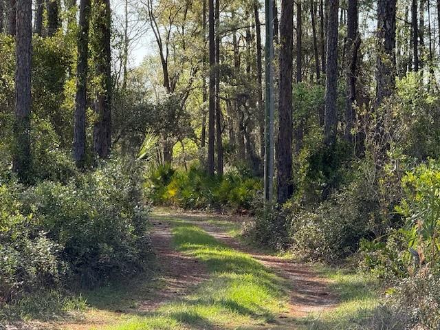A dirt path leads through a wooded area with tall pine trees and dense undergrowth — TBD US 19, INGLIS, FL
