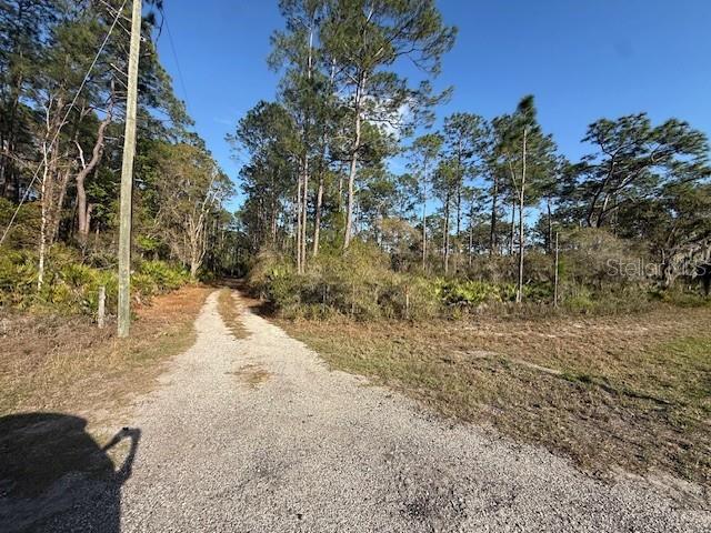 A gravel driveway leads into a wooded lot with tall pine trees under a blue sky — TBD US 19, INGLIS, FL