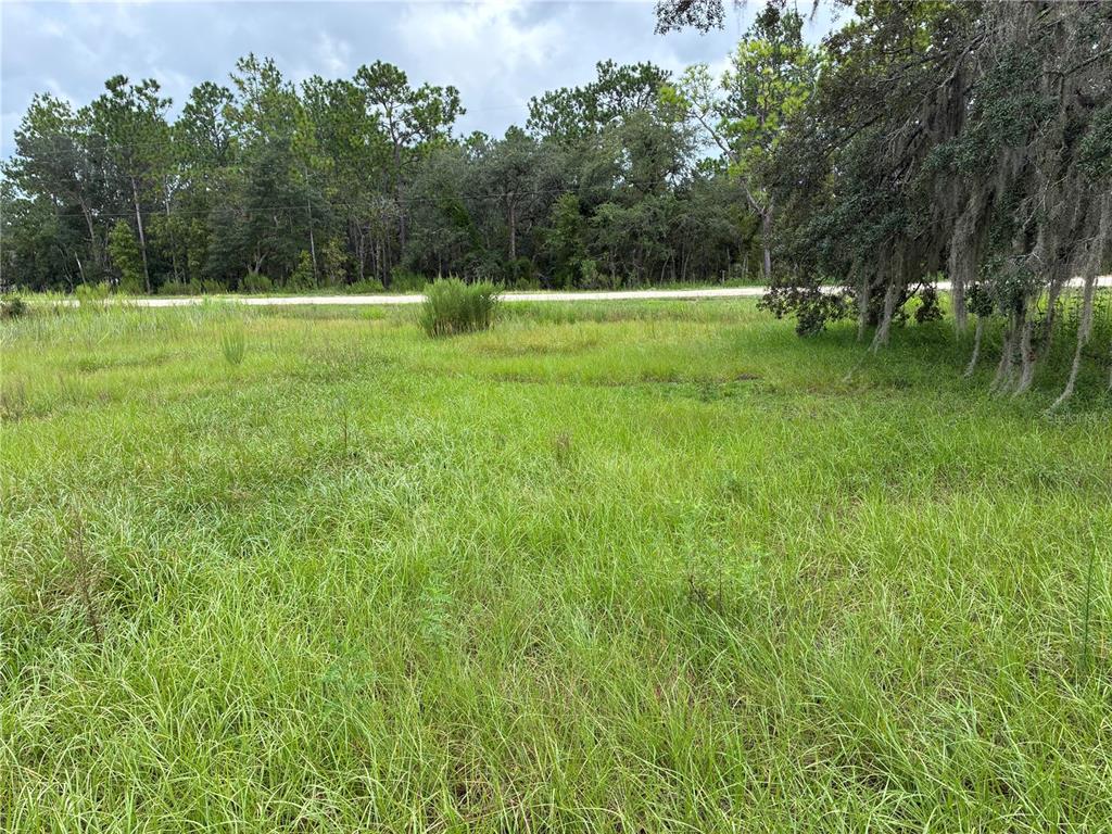 A grassy, undeveloped lot features scattered trees and a road visible in the background — 8549 SW 136TH TERRACE, DUNNELLON, FL