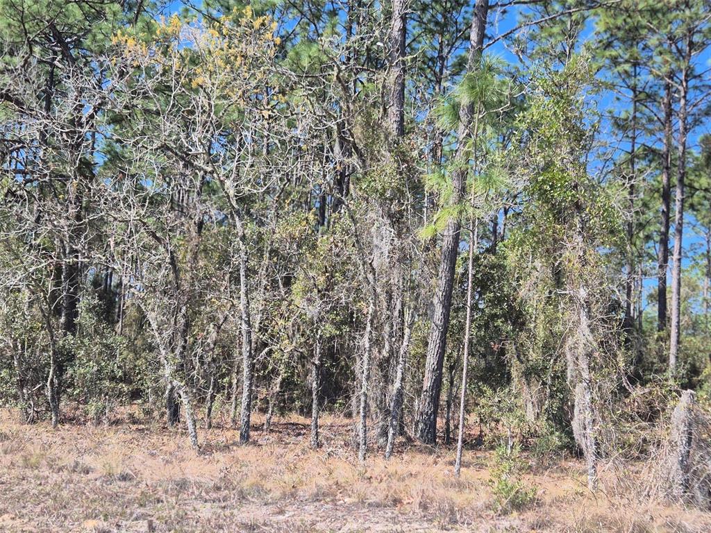 A wooded lot with a mix of pine trees and deciduous trees under a blue sky — 00 NE 137TH AVENUE, WILLISTON, FL