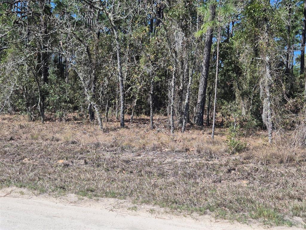 A view of a wooded lot with dry grass and trees along a dirt road — 00 NE 137TH AVENUE, WILLISTON, FL