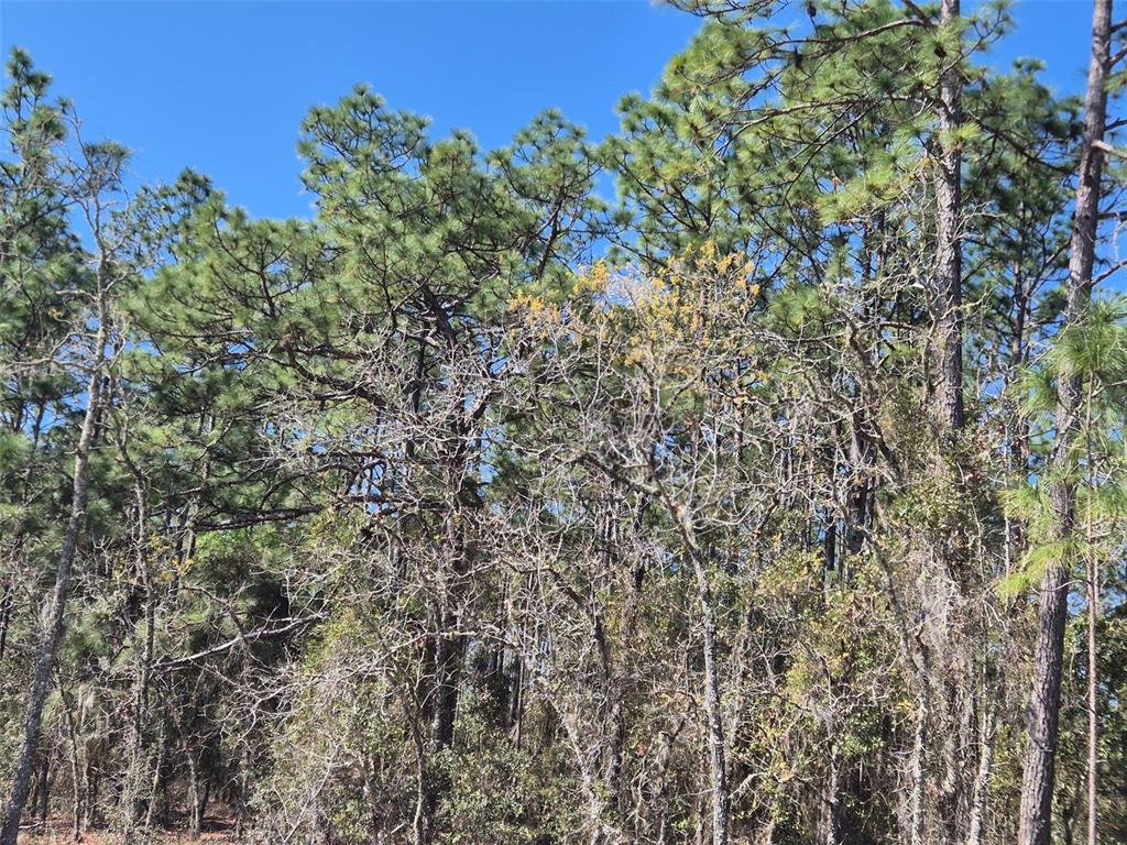 A dense forest featuring tall pine trees and smaller deciduous trees under a clear sky — 00 NE 137TH AVENUE, WILLISTON, FL