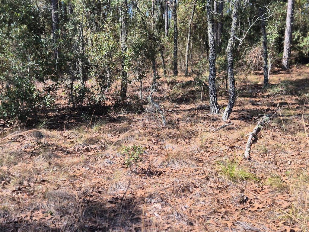 A wooded lot with scattered trees, dry grass, and fallen leaves on the ground — 00 NE 137TH AVENUE, WILLISTON, FL