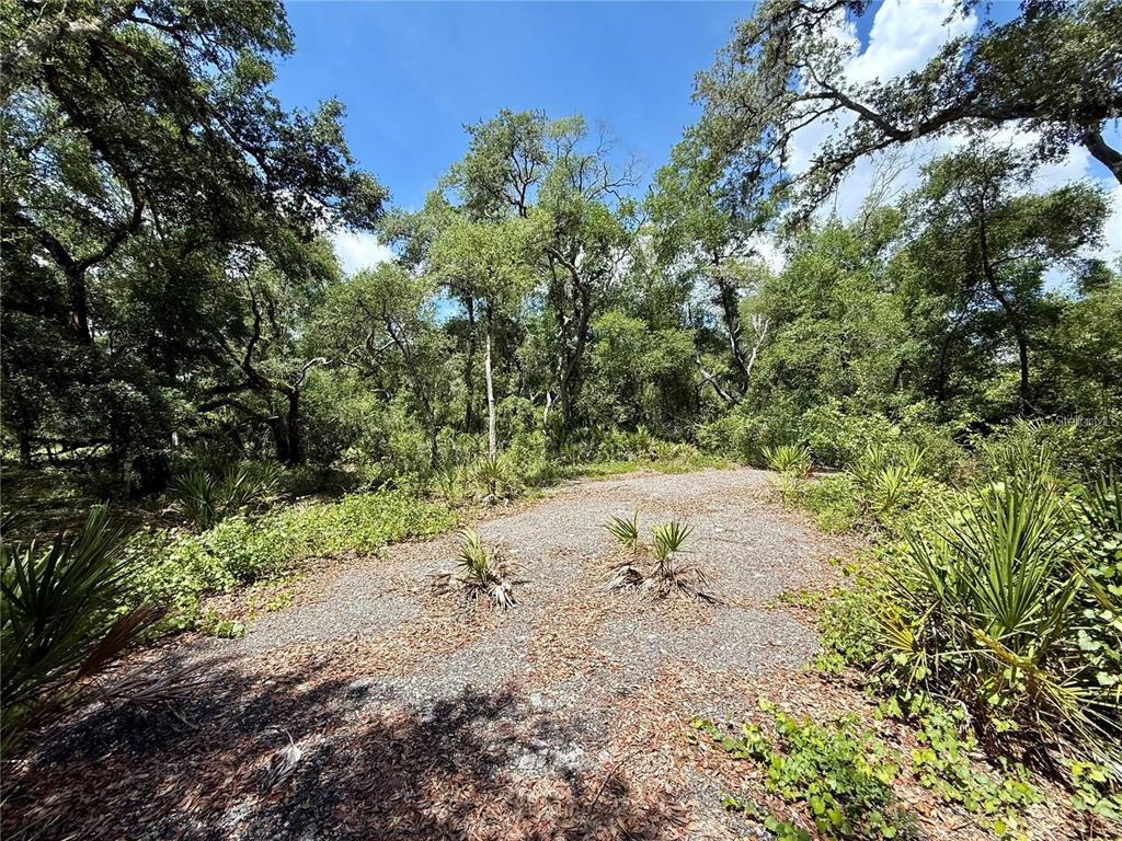A gravel clearing is surrounded by dense trees and low-lying palmetto plants — Lot 10 LONG CIRCLE, WEBSTER, FL