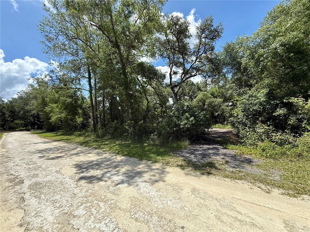 A dirt road runs alongside a wooded lot with dense trees and vegetation — Lot 10 LONG CIRCLE, WEBSTER, FL