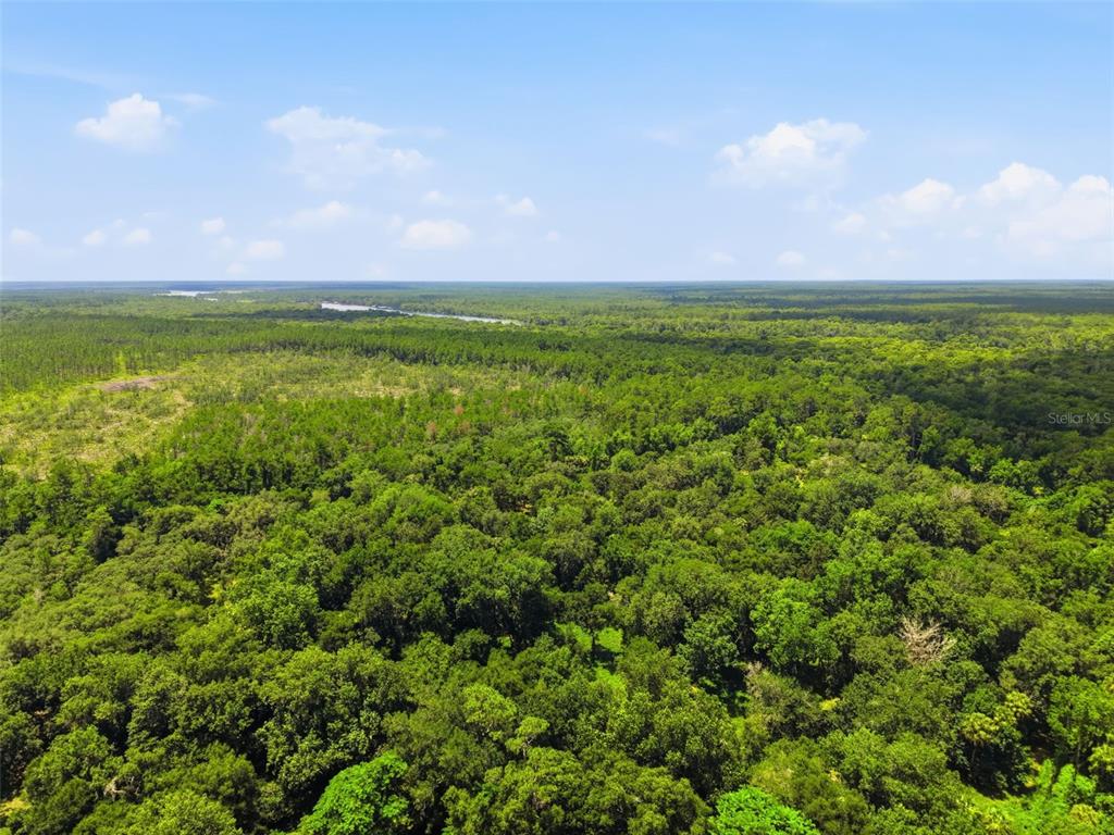 A grassy, wooded lot features several large, mature trees under a bright blue sky — 2140 ST JOHNS RIVER ROAD, ASTOR, FL