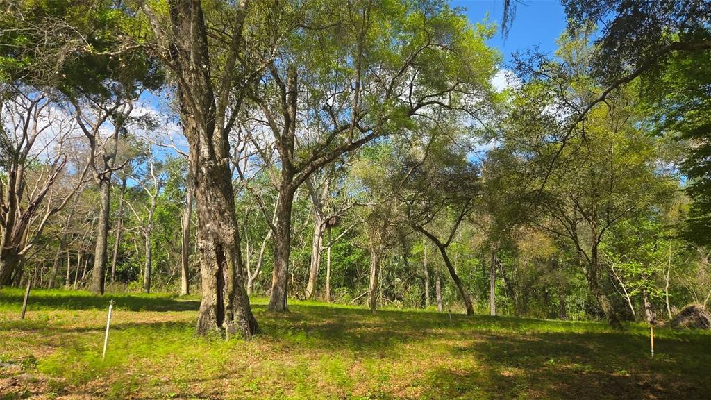 An aerial view shows a cleared lot with a V-shaped path bordering a dense forest — 2140 ST JOHNS RIVER ROAD, ASTOR, FL