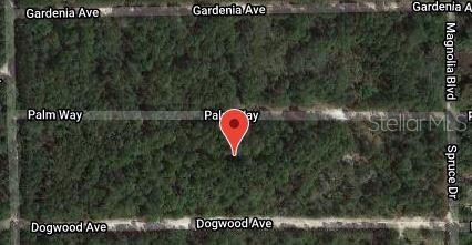 This is a satellite map view of a wooded, undeveloped rectangular plot of land — 117 PALM WAY, GEORGETOWN, FL
