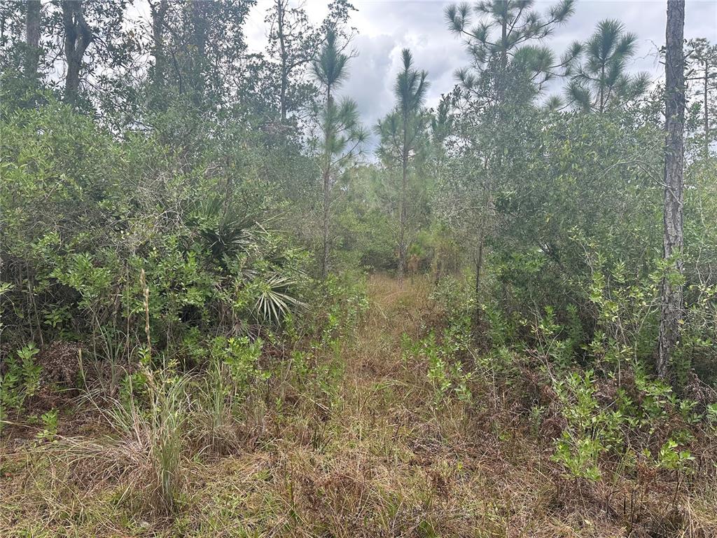A wooded lot with tall pine trees, dense shrubs, and patches of dry grass — 1106 GREENBRIAR DRIVE, CHRISTMAS, FL