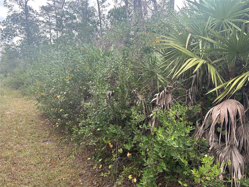 A dense thicket of green shrubs and palm trees borders a patch of dry grass — 1106 GREENBRIAR DRIVE, CHRISTMAS, FL