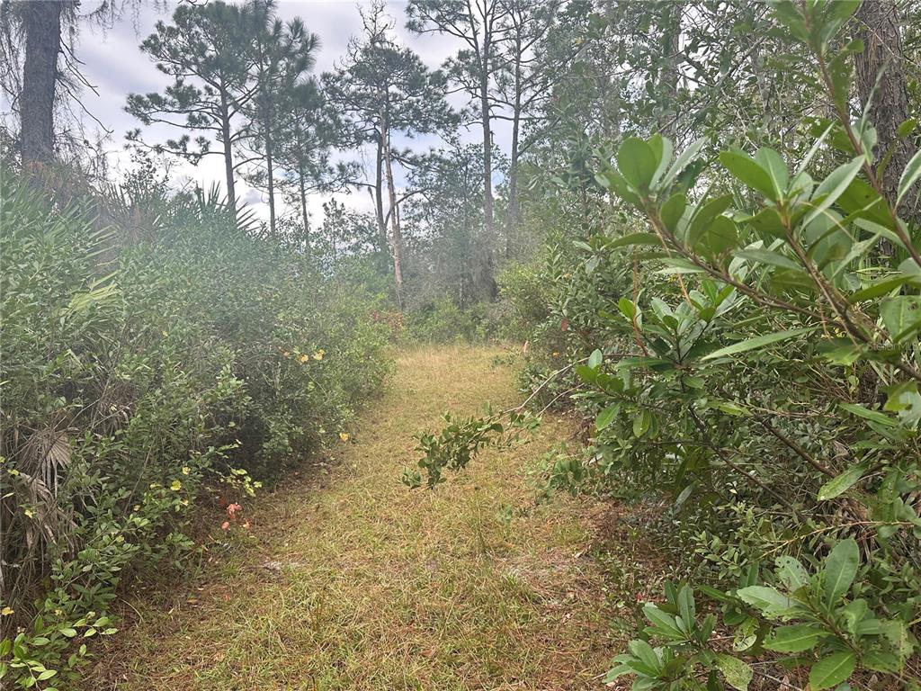 A narrow, grassy path leads through dense Florida scrub and pine trees — 1106 GREENBRIAR DRIVE, CHRISTMAS, FL