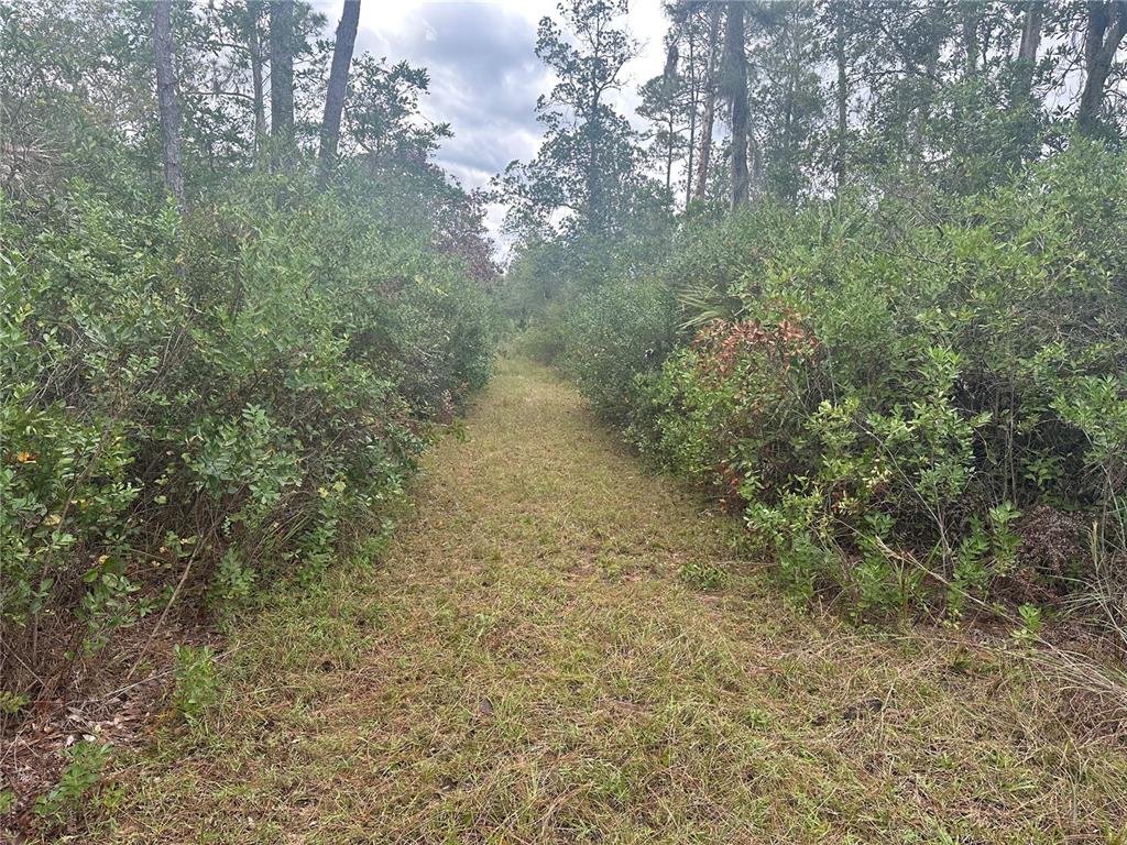 A narrow, mowed grass path leads through dense green brush and trees in a forest — 1106 GREENBRIAR DRIVE, CHRISTMAS, FL