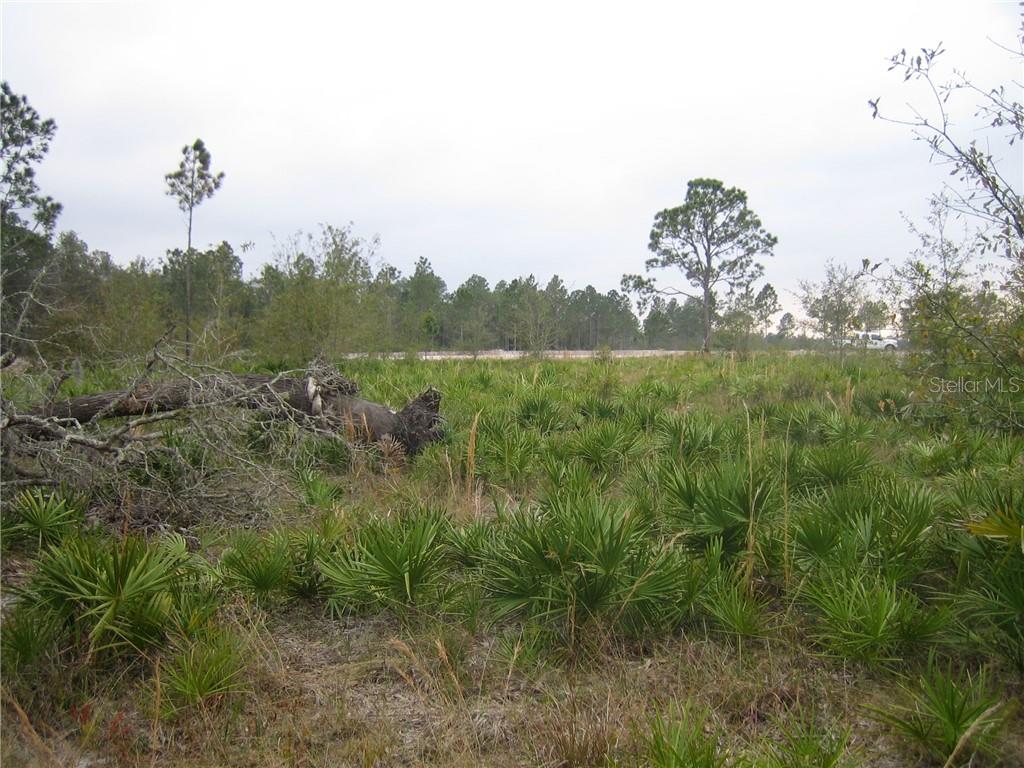 A large, undeveloped lot features native palmetto plants, scattered trees, and a fallen log — 41025 E 20TH PLACE, MYAKKA CITY, FL