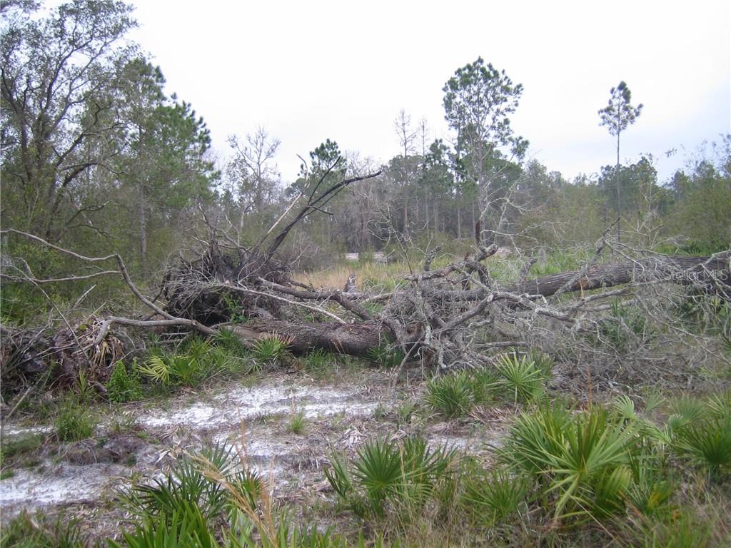 A large fallen tree lies across a sandy, wooded lot with palmetto plants and pines — 41025 E 20TH PLACE, MYAKKA CITY, FL
