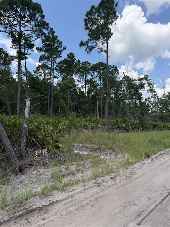 A dirt road runs alongside a wooded area with tall pine trees and palmetto bushes — 00 RIDGEHAVEN AVENUE, ORMOND BEACH, FL