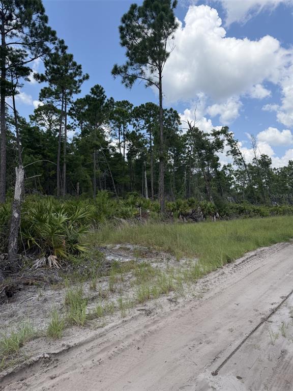 A dirt road runs alongside a wooded lot with tall pine trees and palmetto bushes — 00 RIDGEHAVEN AVENUE, ORMOND BEACH, FL