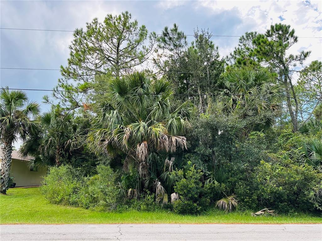 A dense cluster of palm trees and pine trees stands behind a grassy roadside — 3 SEATTLE TRAIL, PALM COAST, FL