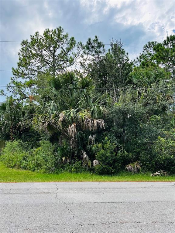 A paved road runs in front of a dense thicket of palm trees and pine trees — 3 SEATTLE TRAIL, PALM COAST, FL