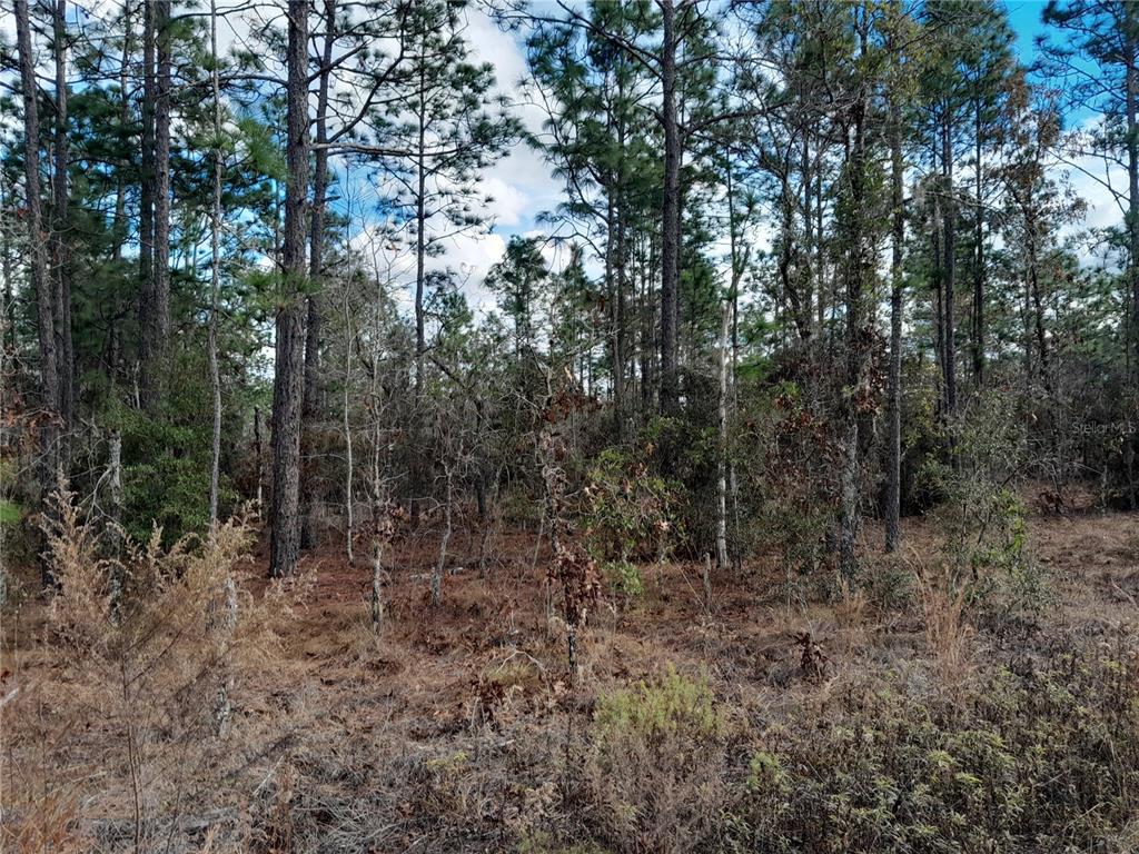 A wooded lot features tall pine trees and dense underbrush under a partly cloudy sky — tbd NE 150TH AVENUE, WILLISTON, FL