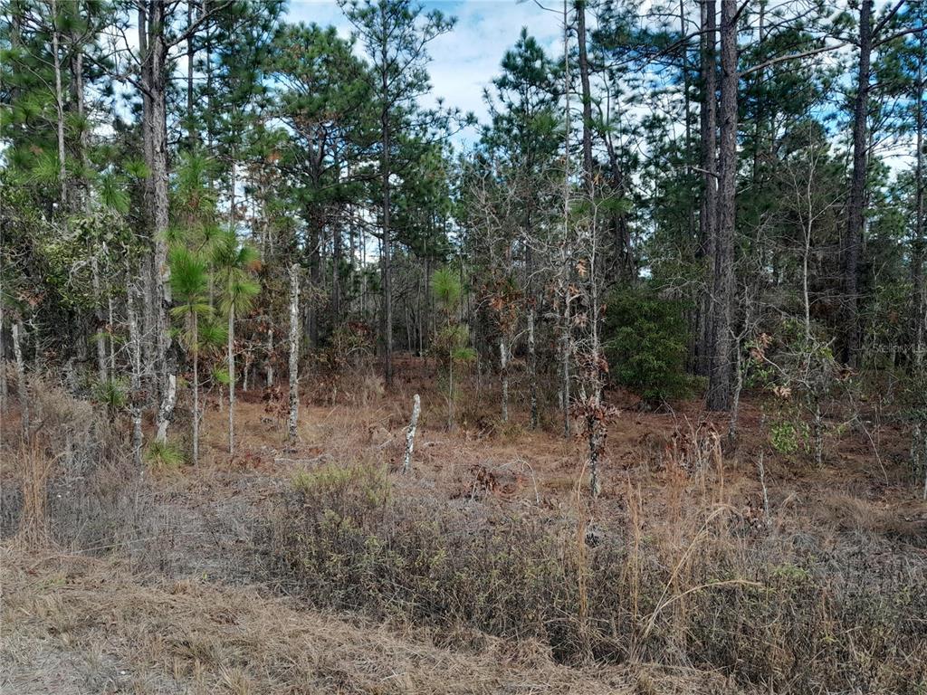 A wooded lot with tall pine trees and dry brush under a partly cloudy sky — tbd NE 150TH AVENUE, WILLISTON, FL