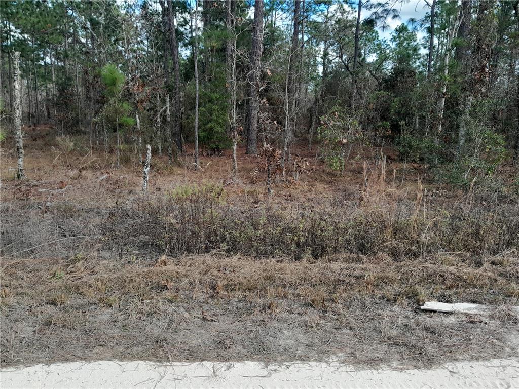 A view of a wooded, undeveloped lot with dry grass and pine trees — tbd NE 150TH AVENUE, WILLISTON, FL