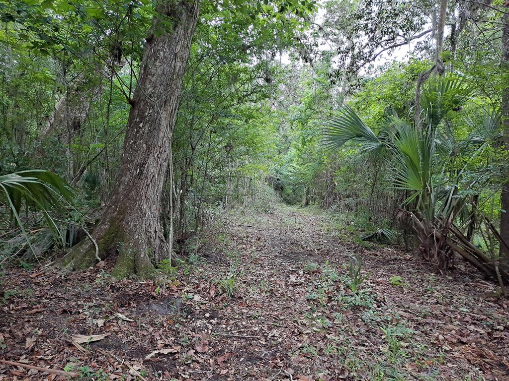 A dirt path winds through a dense, wooded forest with large trees and palmetto plants — 9550 NW 230 STREET E, MICANOPY, FL