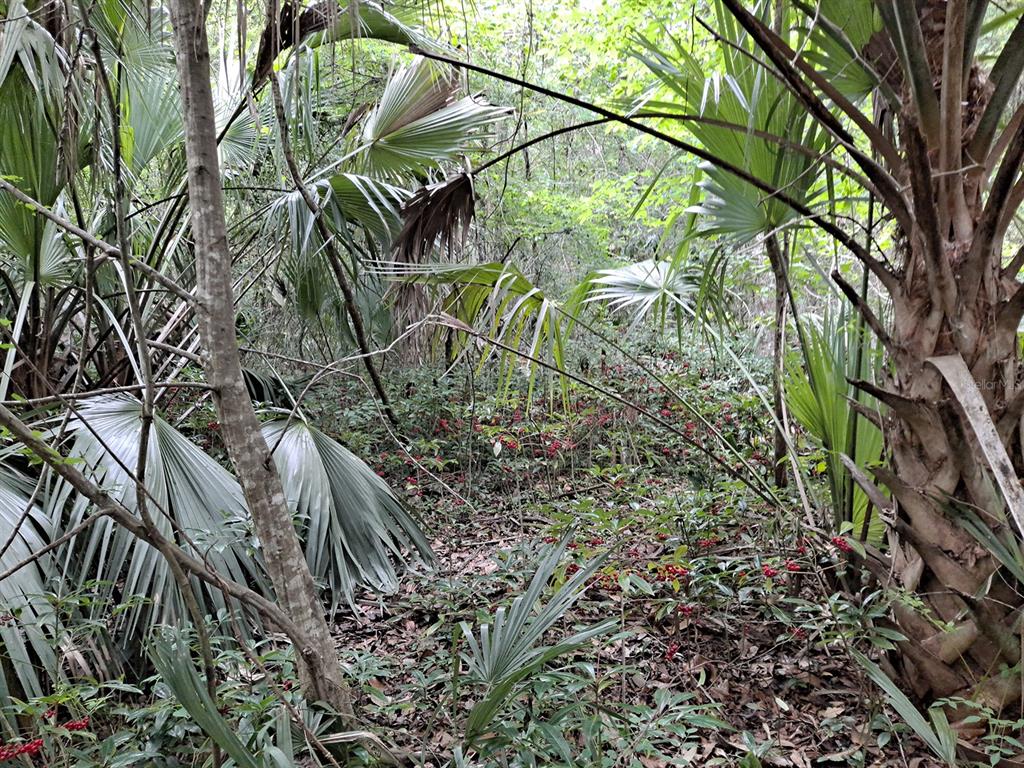 A dense forest scene features palmetto plants and low-growing shrubs with small red berries — 9550 NW 230 STREET E, MICANOPY, FL