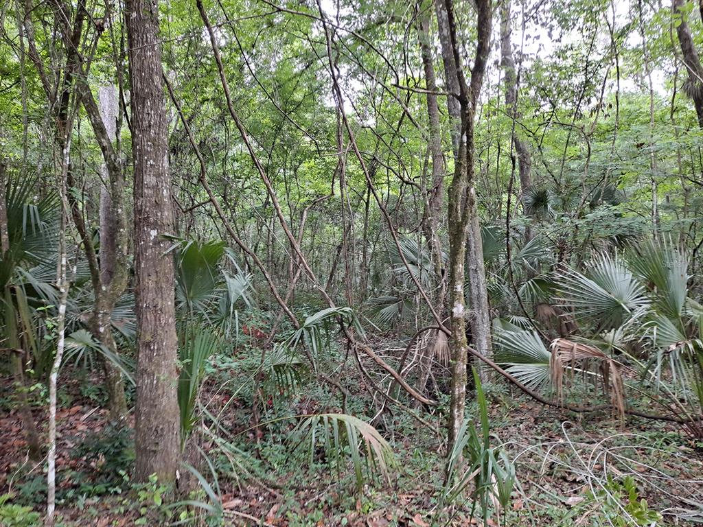 A dense, wooded forest area featuring numerous palm trees and various deciduous trees — 9550 NW 230 STREET E, MICANOPY, FL