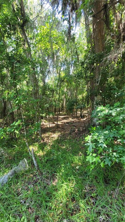A wooded area with dense trees, hanging moss, and a leaf-covered ground path — 21779 NE 115TH AVENUE, EARLETON, FL