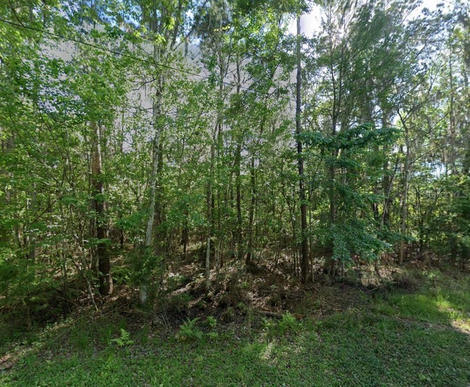 A dense, wooded lot with many trees and green undergrowth under a bright sky — 21779 NE 115TH AVENUE, EARLETON, FL